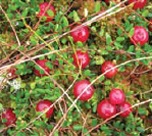 Cranberries, in an irish raised bog