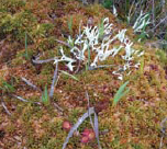 Deer Antler Lichen, Raised Bog wildlife Ireland