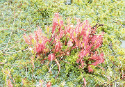 Greater Sundew and Sphagnum