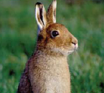 A wild Irish Hare in Ireland